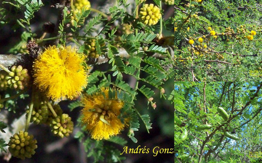 vachellia-caven-ministerio-de-ganader-a-agricultura-y-pesca